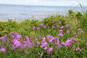 斜里海岸の草原群落