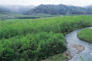 札内川流域化粧柳自生地