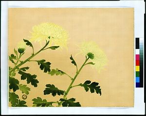 菊（還暦祝画帖）