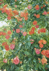 Rose tree（バラの木）