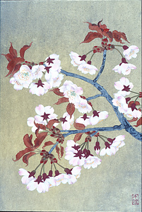 山桜