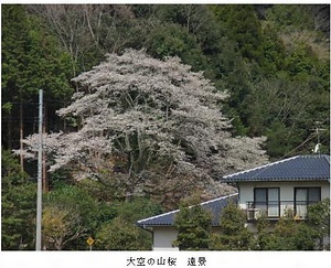 大空の山桜