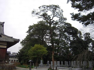 東漸寺のタブノキ