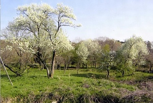 大草のマメナシ自生地