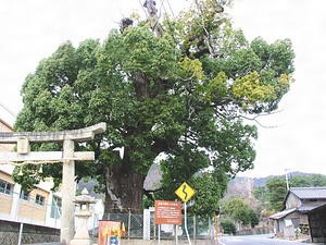 安倉八幡の大樟