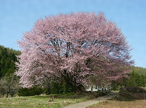 針山の天王ザクラ