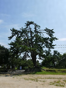 台場公園の黒松