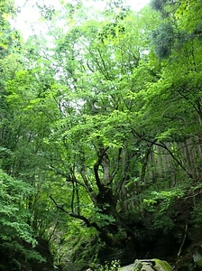 白井のトチノキ　一樹