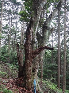 深尾氏お留木の楊梅