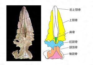 高崎市吉井町産出のジョウモウクジラ化石