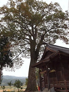 太田島小牧社の大ケヤキ