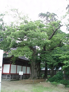 平林神社のけやき