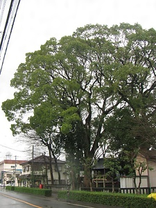 横割八幡宮のクスノキ