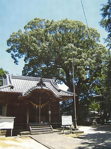 福本聖母八幡宮の大楠