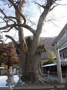 天皇子神社のケヤキ