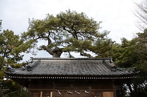 葛飾神社のクロマツ