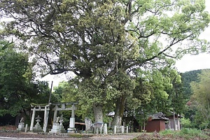 小原正八幡神社のイチイガシ