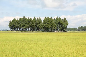 瑞雲院西墓地内戸沢家墓所