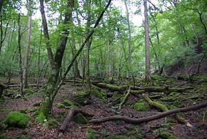 大山沢のシオジ林