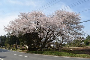 久能臥龍桜