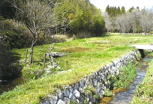 嘉例川ヒメタイコウチ生息地