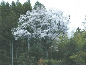 芹沢のサクラ