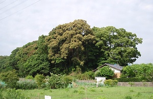 日吉神社の社叢