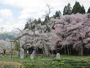 釜ノ越サクラ