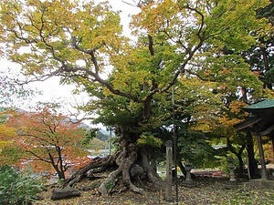 薬師寺の石割カエデ