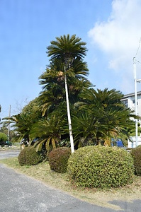 東岐波中学校のソテツ