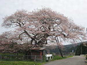 梁川のエドヒガン（種蒔桜）