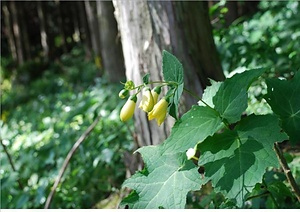 キレンゲショウマ及びその自生地