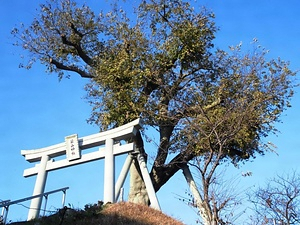 築山の榎（旧名称「榎・椋の樹」）