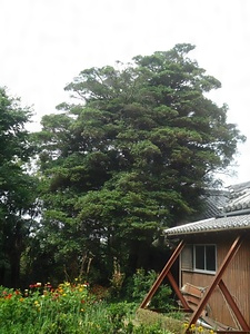 中山寺のモッコク