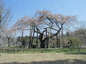 小生瀬地蔵桜