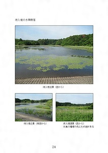 待入堤の水草群落