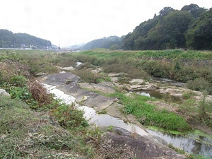 中元寺川のネコヤナギ群