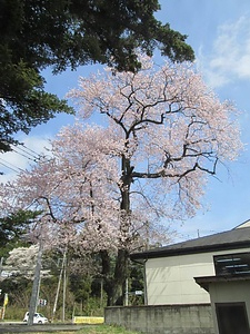 旧青木小学校のエドヒガン