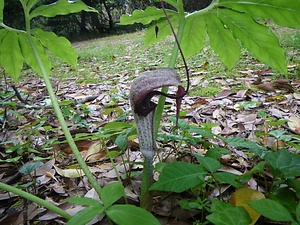 松原神社のウラシマソウ群落