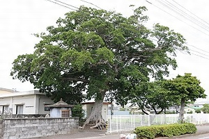 領家町のクロガネモチ