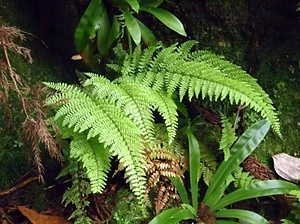 洞杉及び岩上植物群落