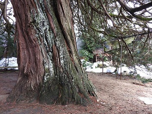 戸出御旅屋の高野槙