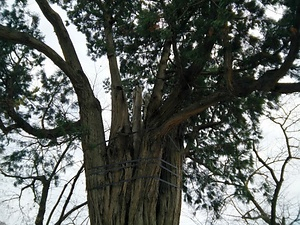 弘前公園のネズコ