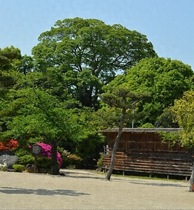 誉田八幡宮のエノキ