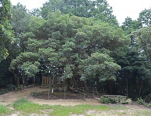 雨山のヤマモモ