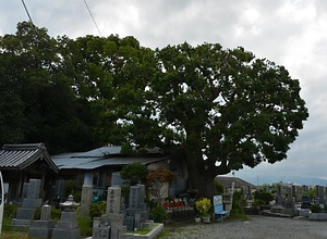 寶珠寺のヤマモモ