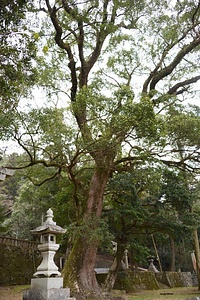 白鳥神社（猪国）のクスノキ