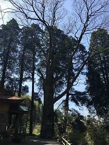 田原熊野神社のケヤキ