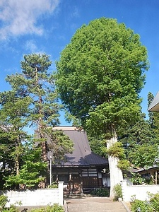 行善寺のタキソジュウム