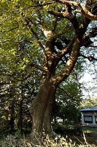 柳沢家のアサダ